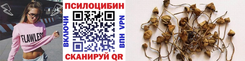 купить  цена  Меленки  Псилоцибиновые грибы GOLDEN TEACHER 